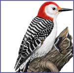 Woodpecker